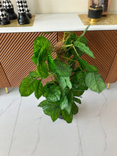 Money Plant