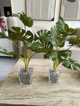 Glass Planter with Monstera Plant