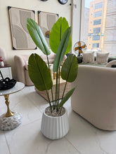 Banana plant with Alpha pot