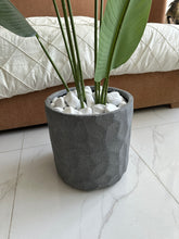 Banana Plant with Grey Texture Pot