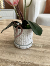 Orchid Planter Red & White 017