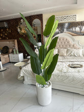 Banana plant with Aster Pot