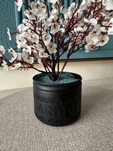 White Eucalyptus with Black Planter