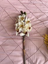 Boat Orchids Flower Stem