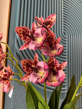Cymbidium Orchids Pink