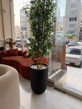 Bambo plant with U Pot