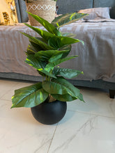 Round Pot with Plant (003)
