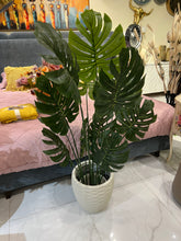 Monstera plant and planter 037