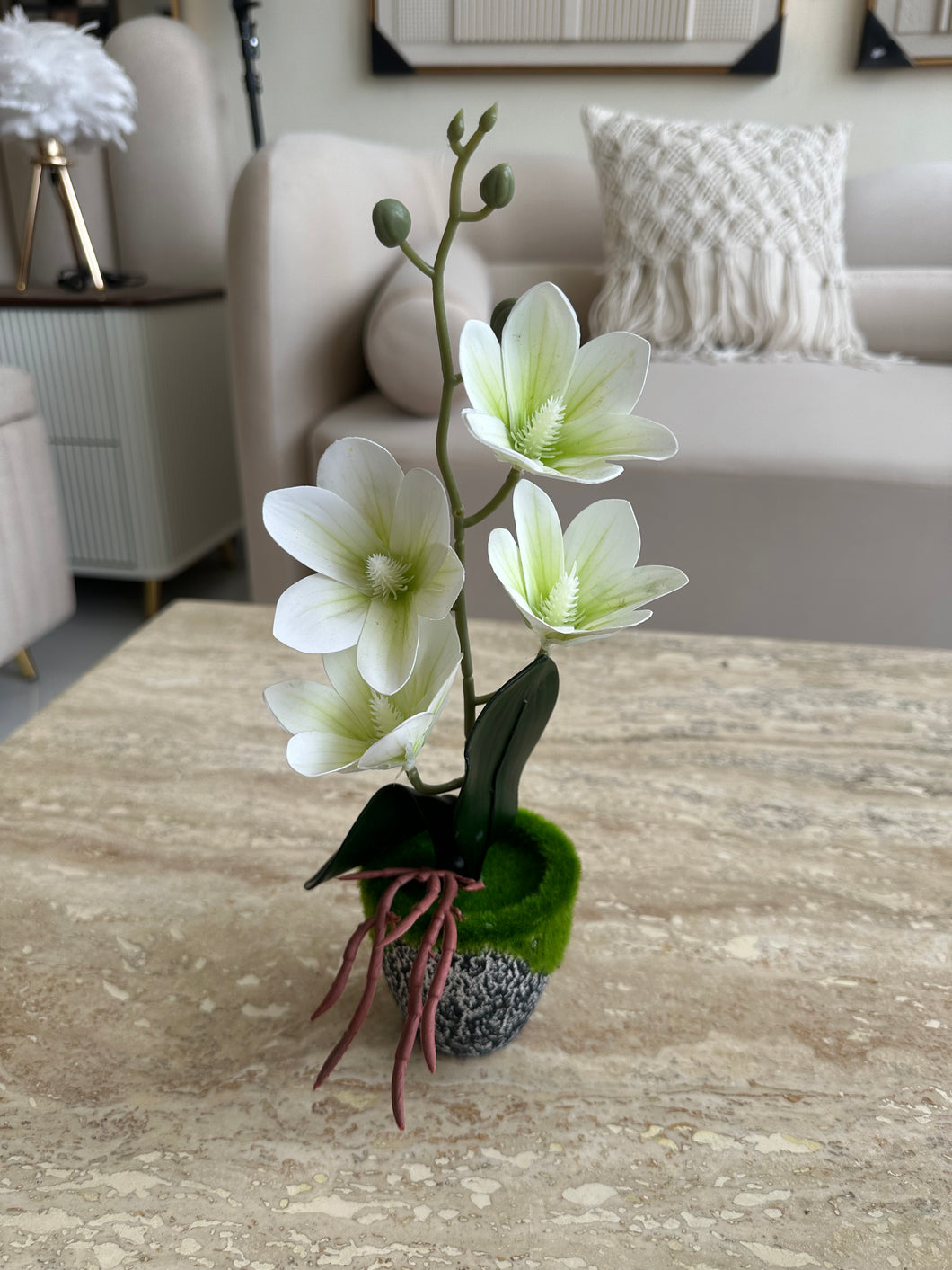 Orchid Planter with black pot 018